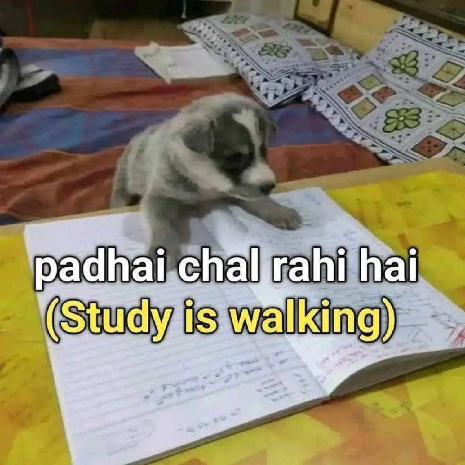 Puppy walking across an open notebook: 'padhai chal rahi hai (Study is walking)'