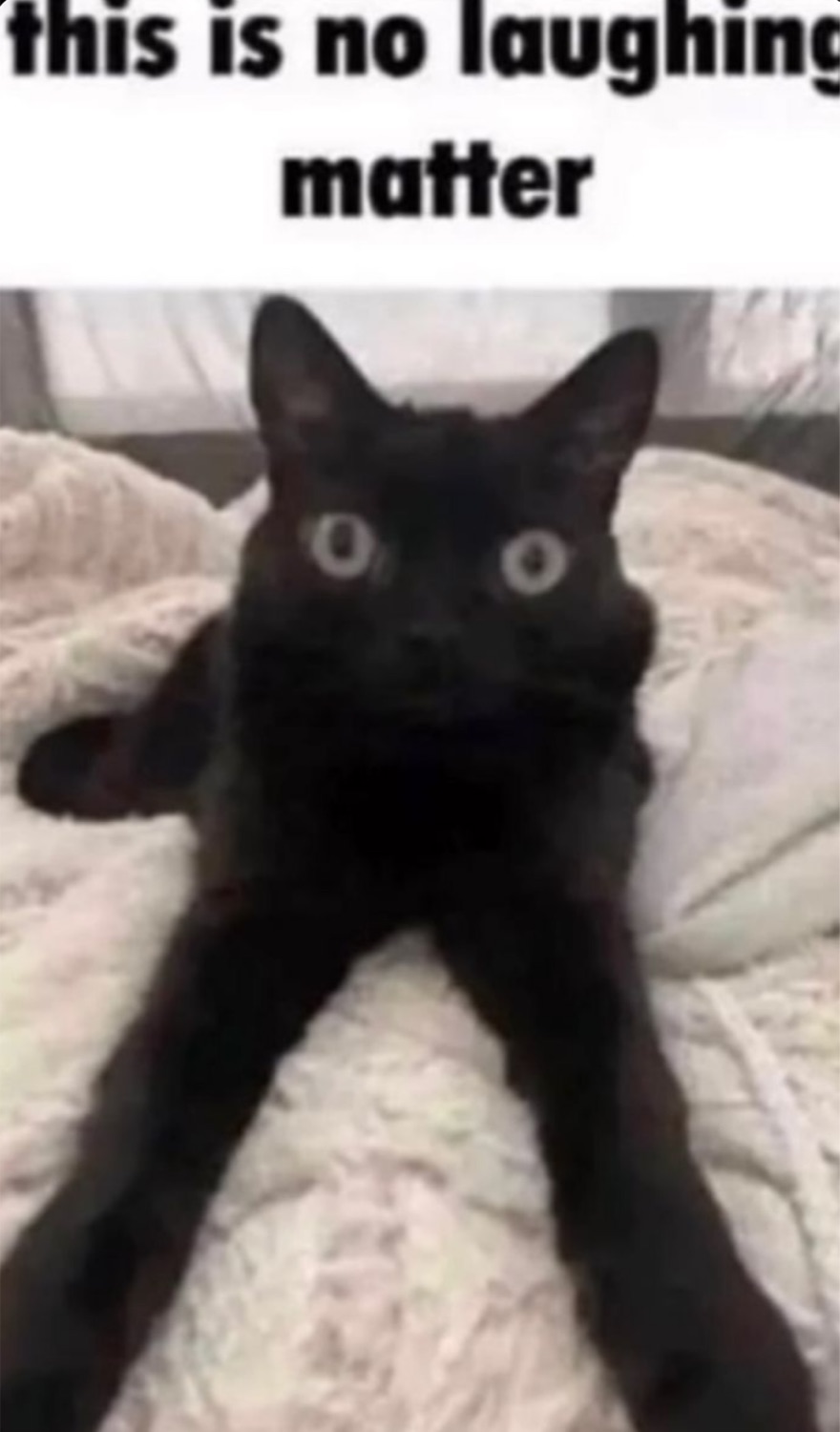 Black cat sitting stiffly on a bed: 'this is no laughing matter'