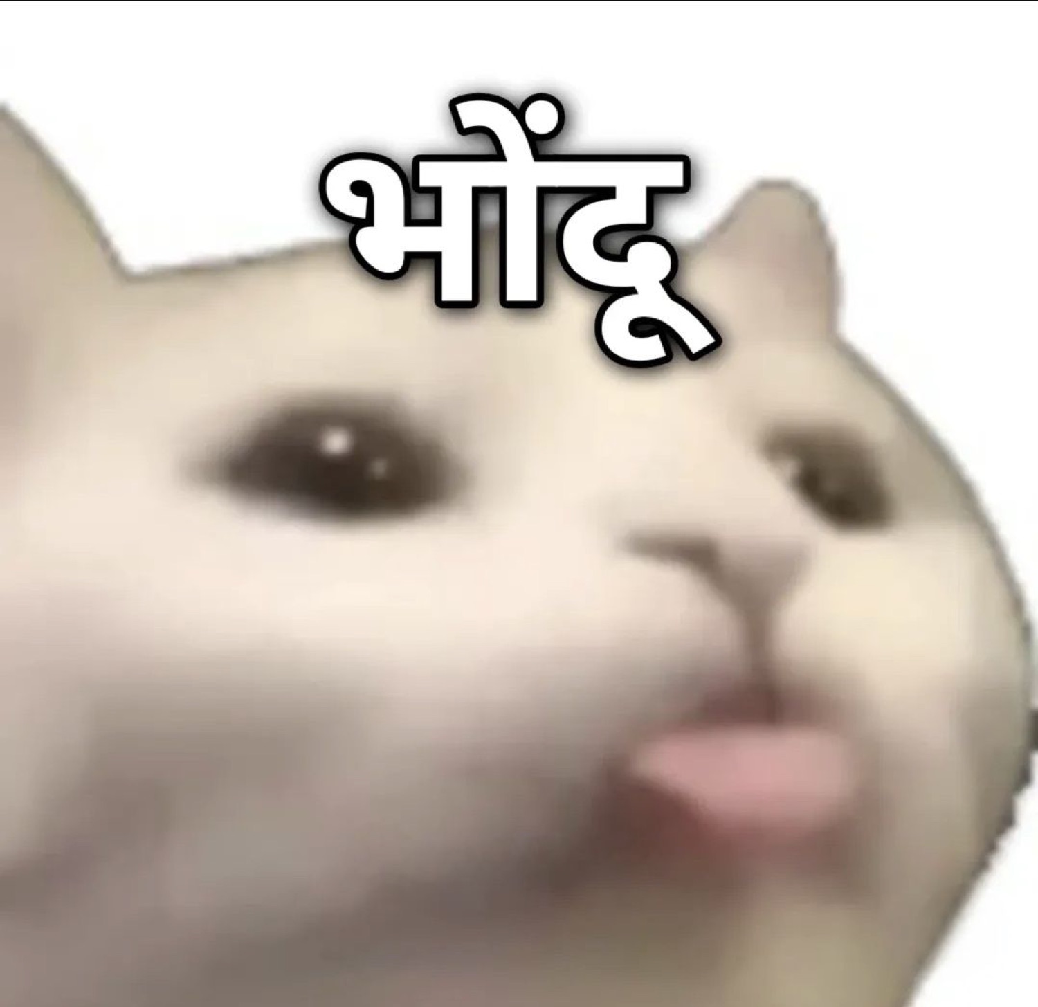 White cat with puckered lips: 'भोंदू' (dummy)