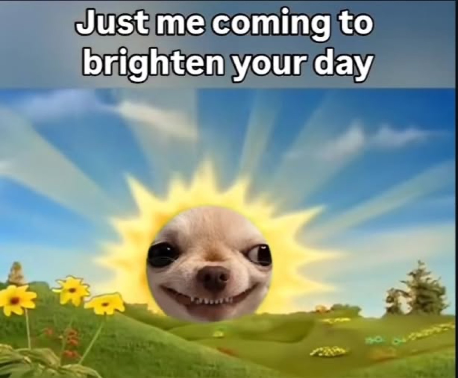 Creepy smiling chihuahua face photoshopped as the sun in a bright meadow scene