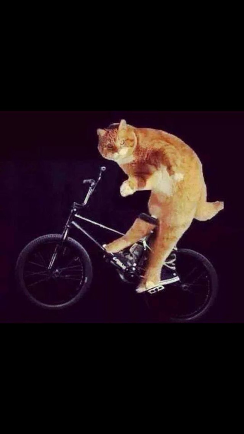 Orange cat pedaling a bicycle against a black background