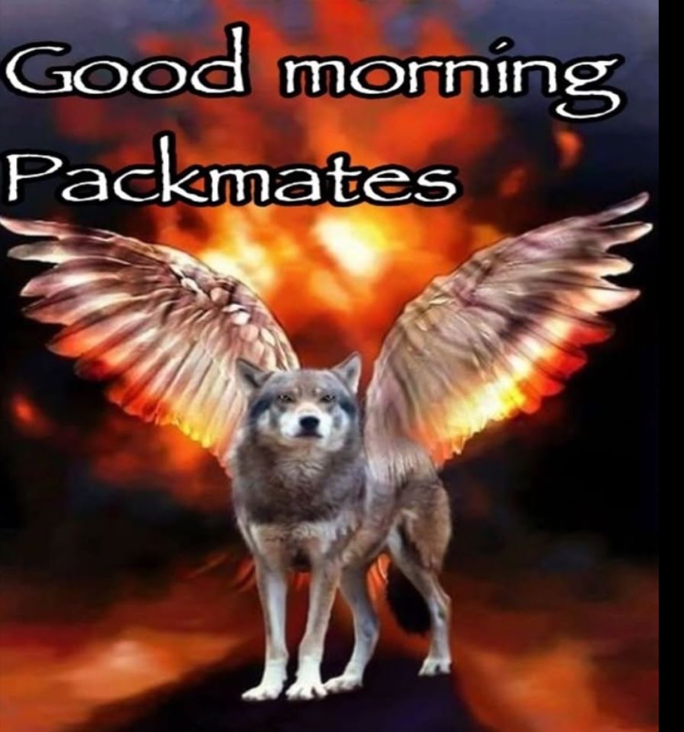 Winged wolf over flames: 'Good morning Packmates'
