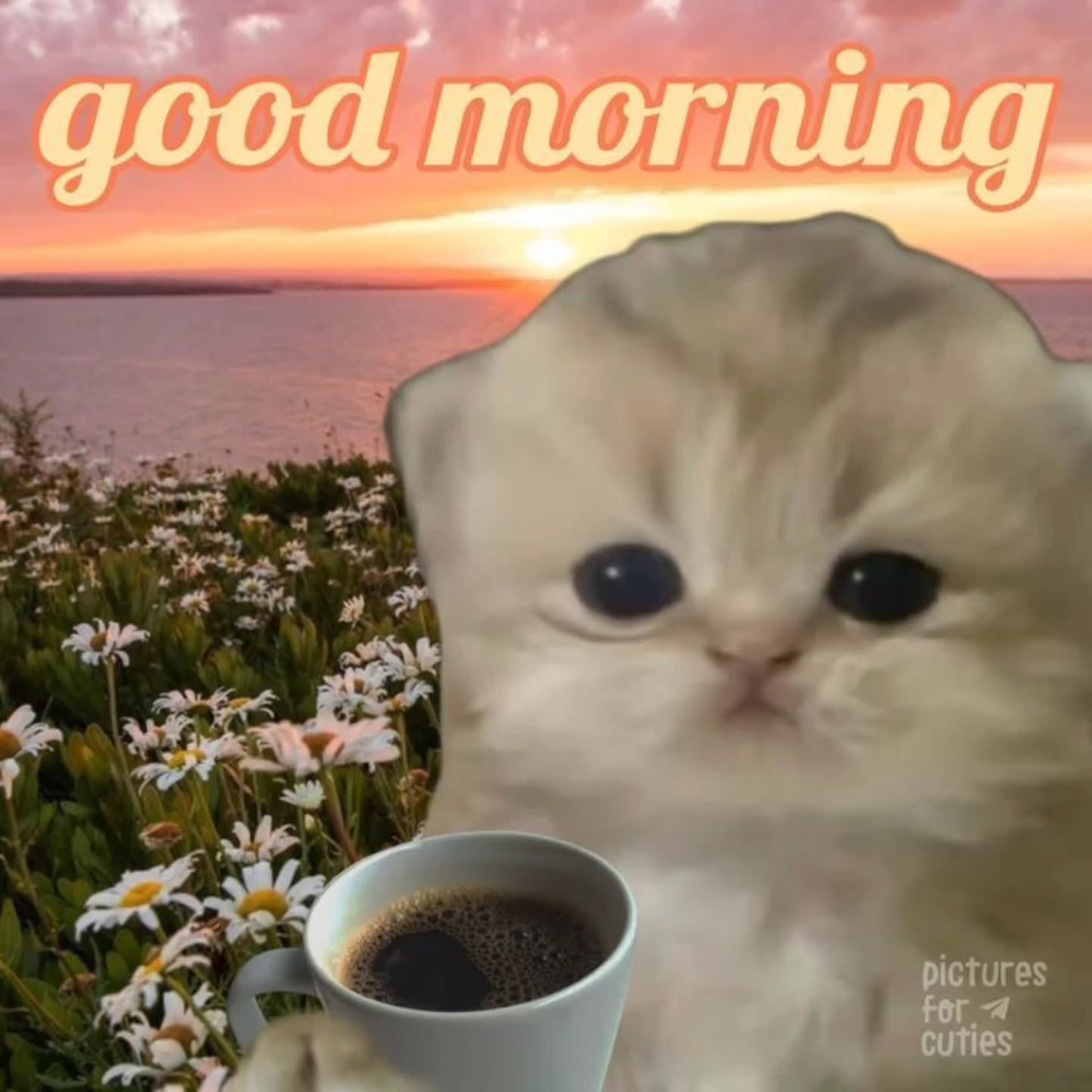 Fluffy kitten with a cup of coffee in a flower field: 'good morning'