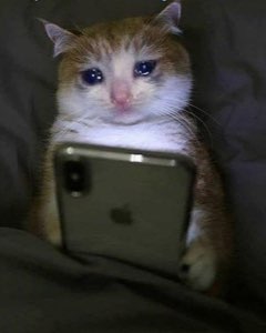 Orange and white cat with teary eyes clutching an iPhone in the dark