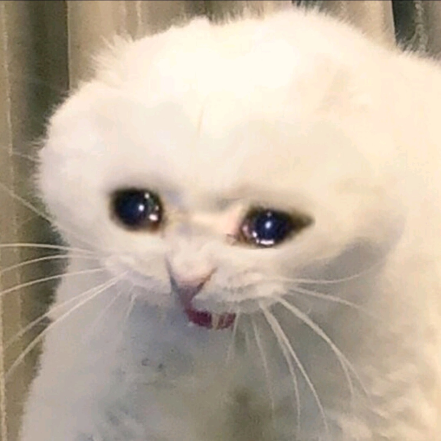 Fluffy white cat with huge teary eyes looking heartbroken