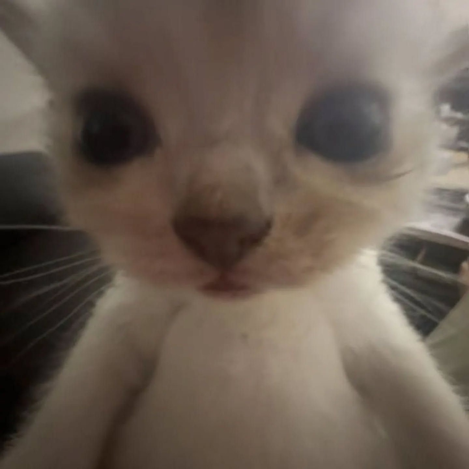Blurry close-up of a cat staring into the camera