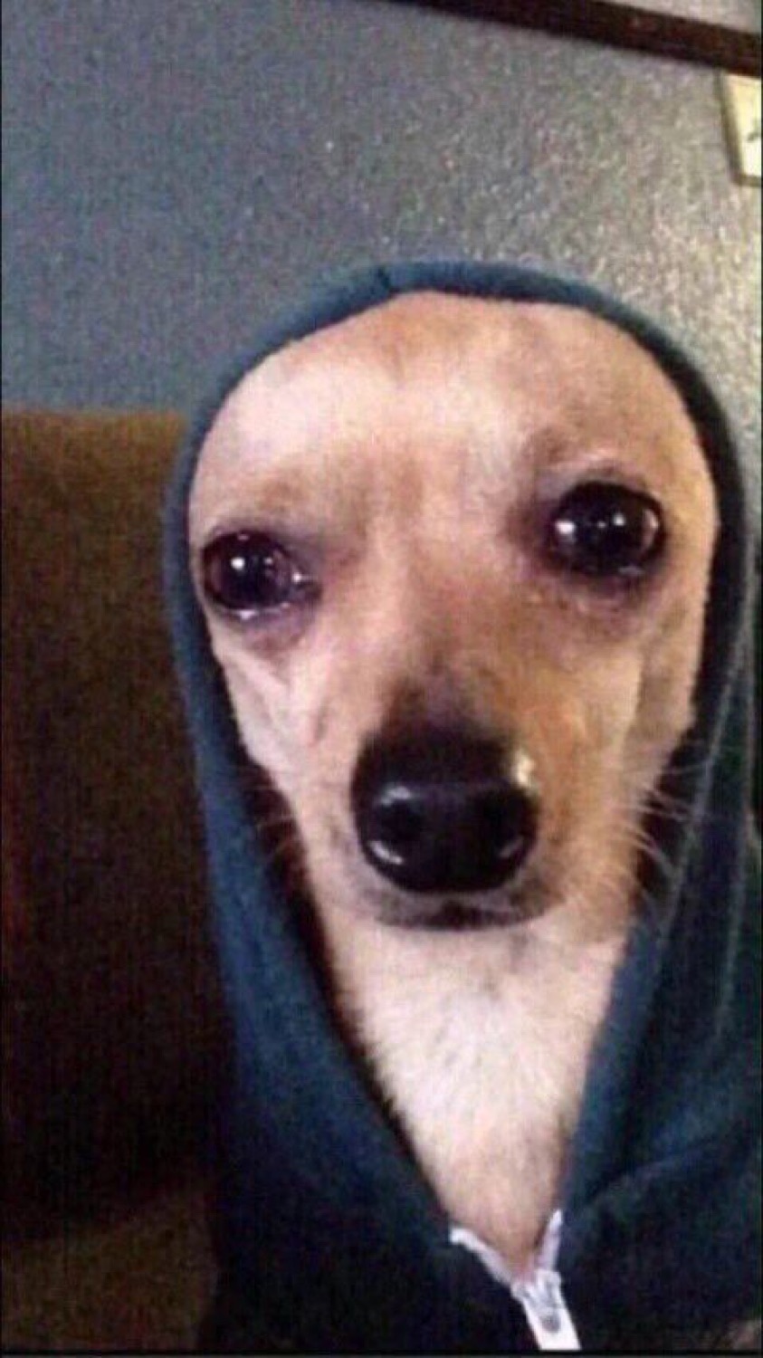 Chihuahua with a hoodie pulled tight, glossy eyes wide and anxious