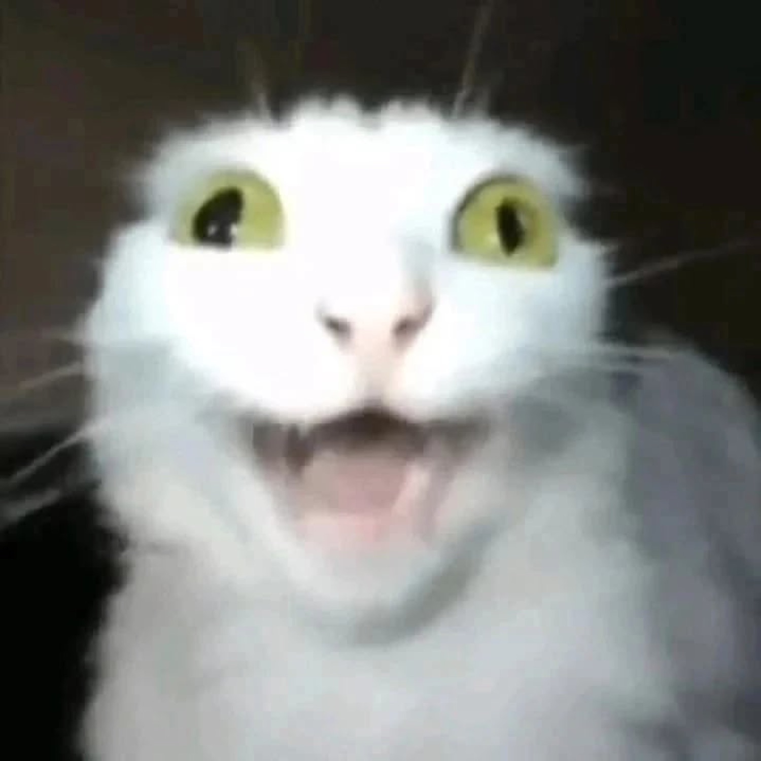 White cat with huge eyes and a manic open-mouthed grin
