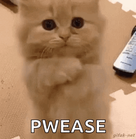 Kitten pressing its paws together begging, "Pwease"