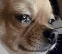 Chihuahua with big teary eyes