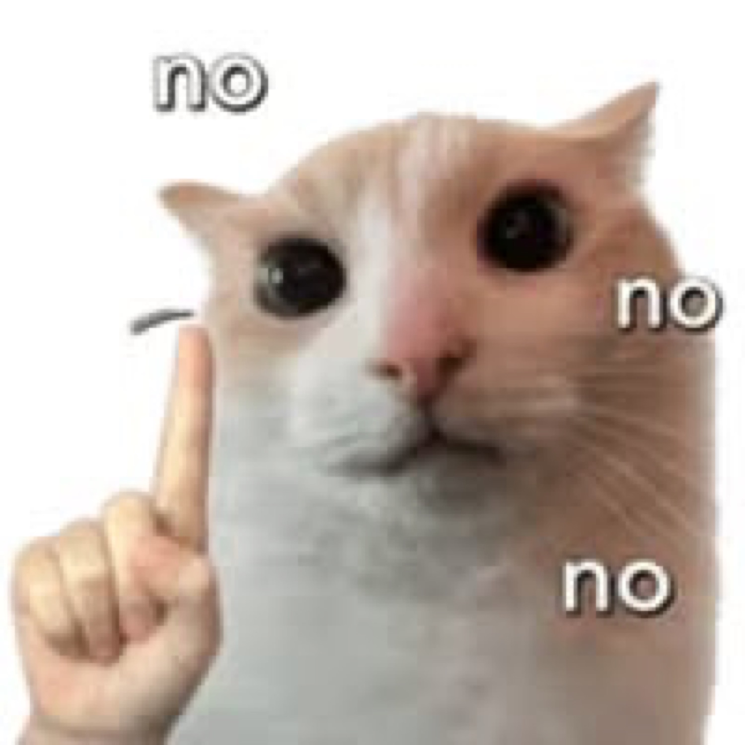 Cat wagging a finger: 'no no no'