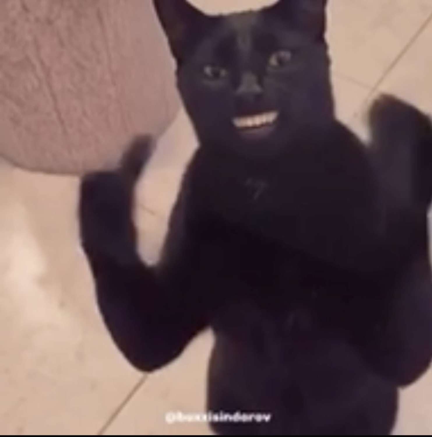 Black cat standing on its hind legs with a wide human-teeth grin, paws apart mid-clap, the clapping cat meme