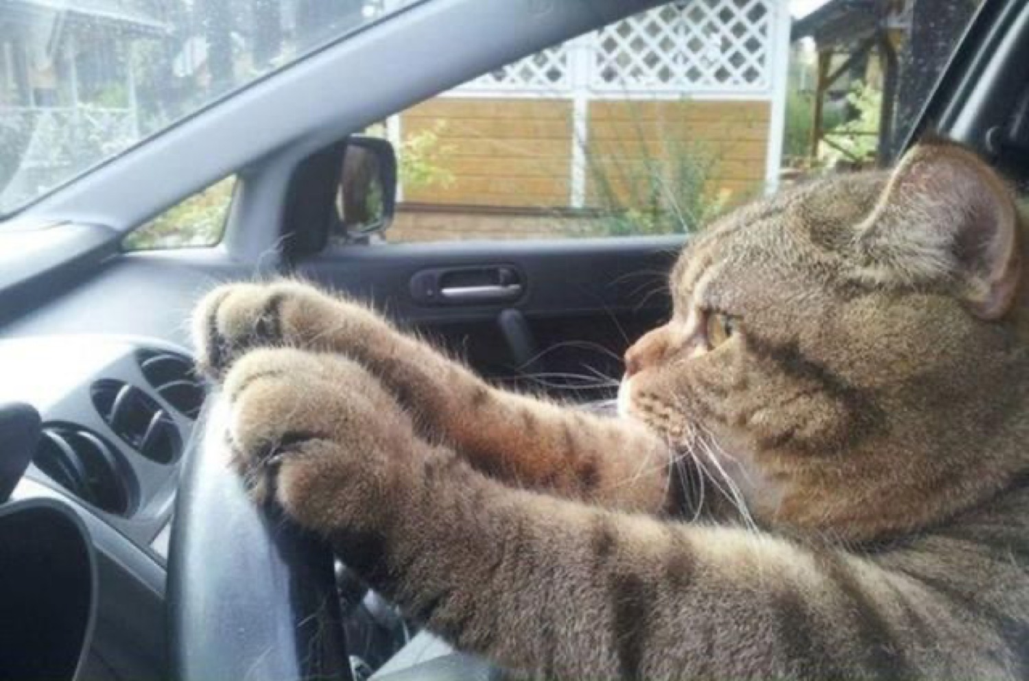 Cat with both paws on the steering wheel