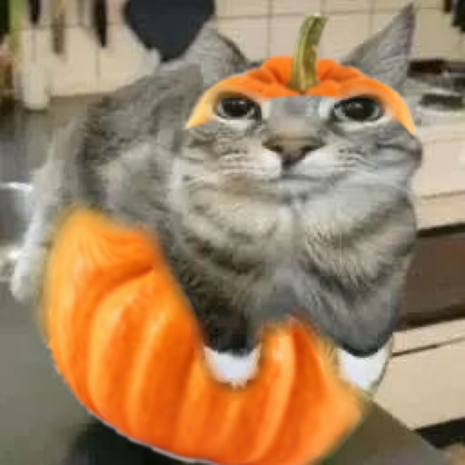 Grey cat with a pumpkin hat edited onto its head, peering out smugly