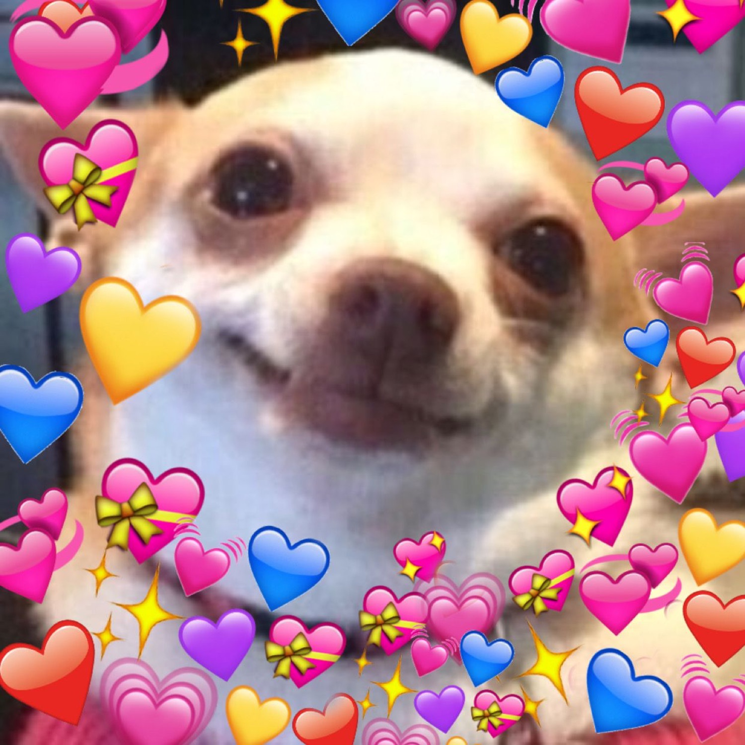 Smiling chihuahua surrounded by a swarm of heart emojis