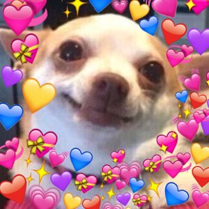 Smiling chihuahua surrounded by a swarm of heart emojis