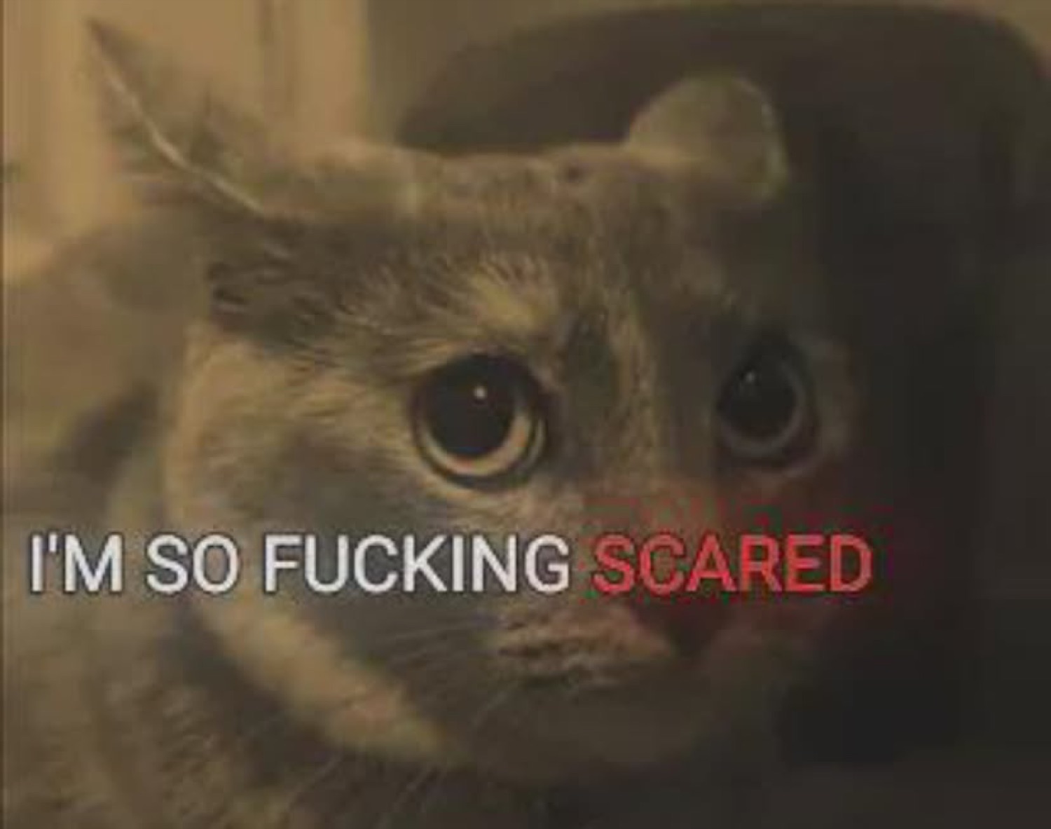 Wide-eyed cat crouched low captioned 'I'M SO FUCKING SCARED'
