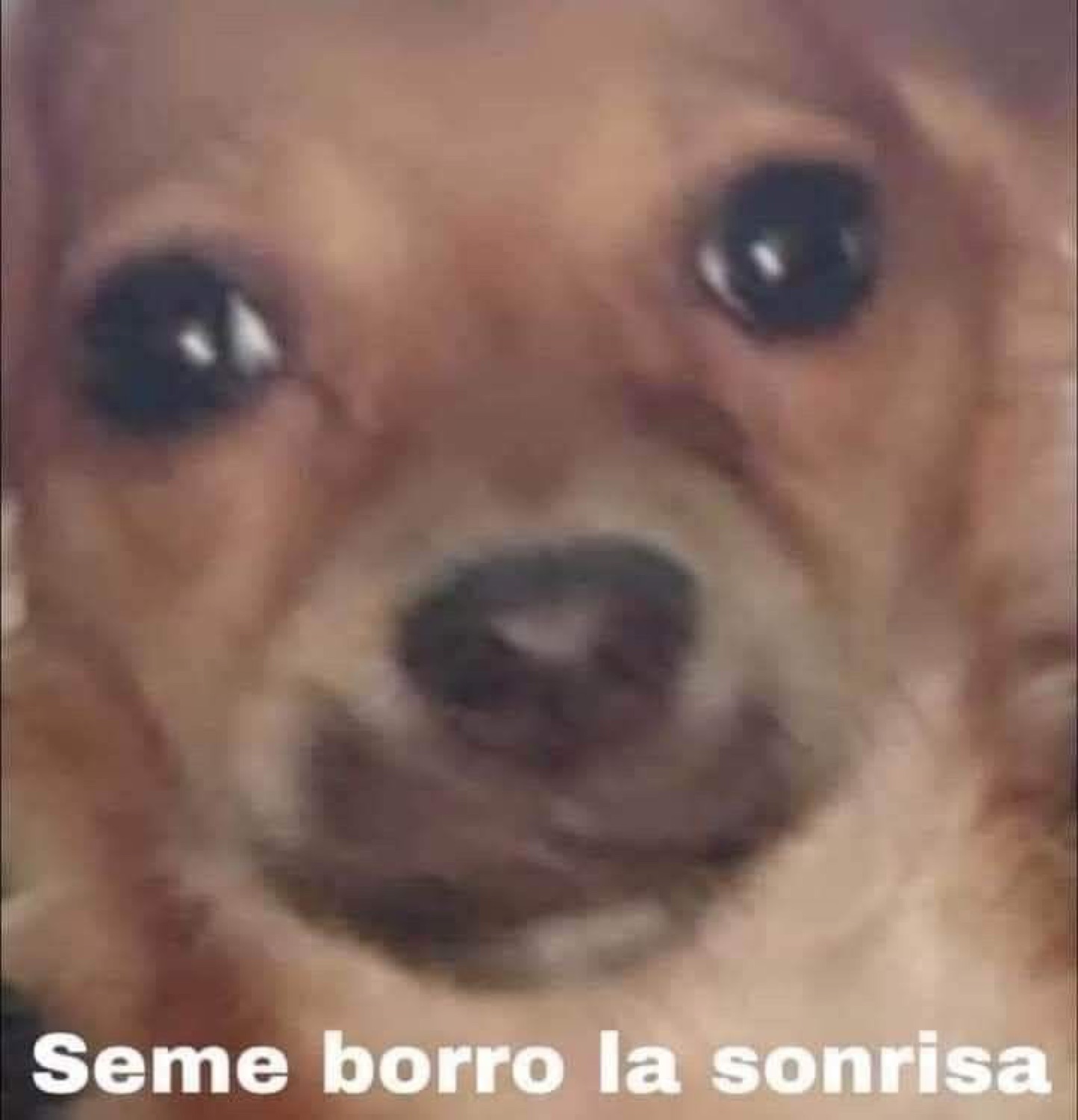 Close-up of a small dog with glassy eyes captioned 'Seme borro la sonrisa'