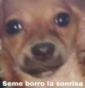 Close-up of a small dog with glassy eyes captioned 'Seme borro la sonrisa'