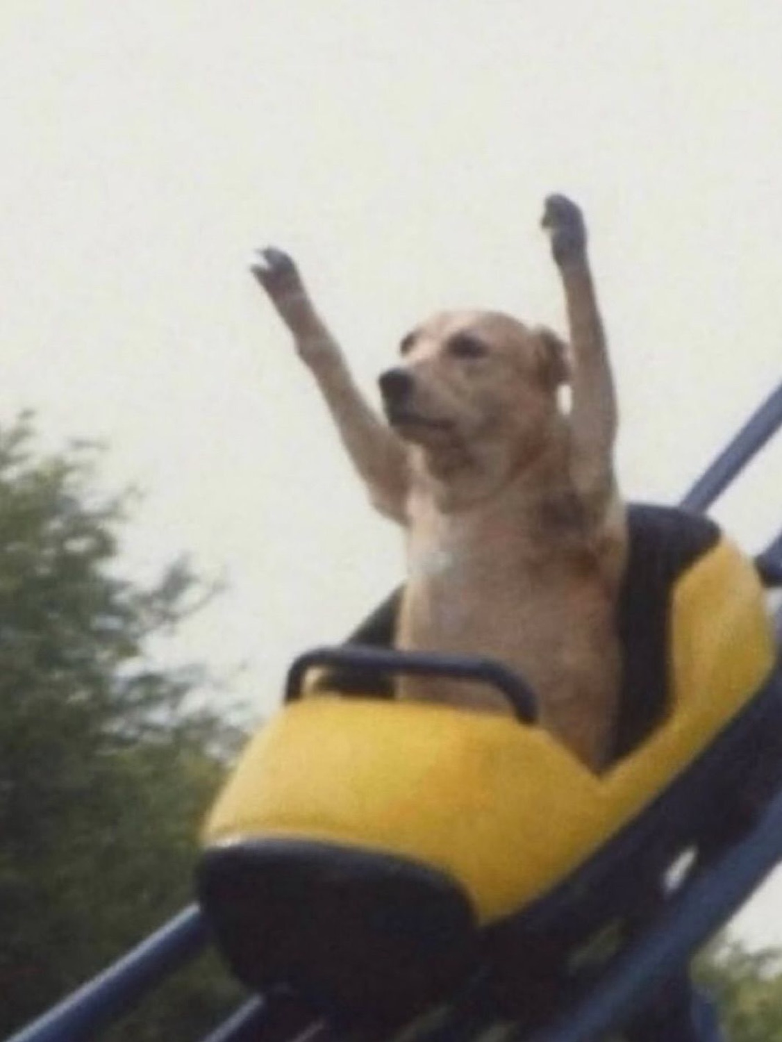 Dog on a roller coaster throwing both paws up like it's living its best life