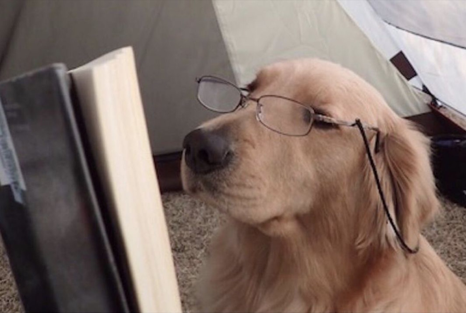 Golden retriever in reading glasses nodding off behind a book