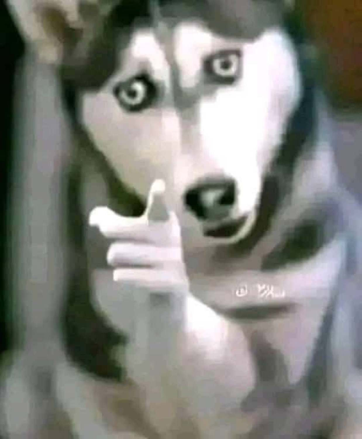 Grainy husky pointing a paw with a wide-eyed shocked look