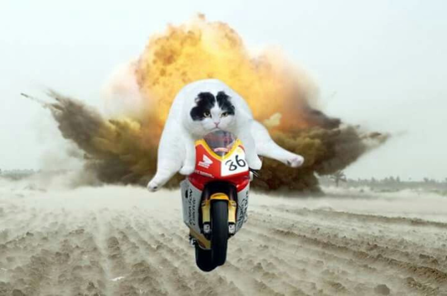 Fluffy cat on a race motorcycle speeding away from an explosion