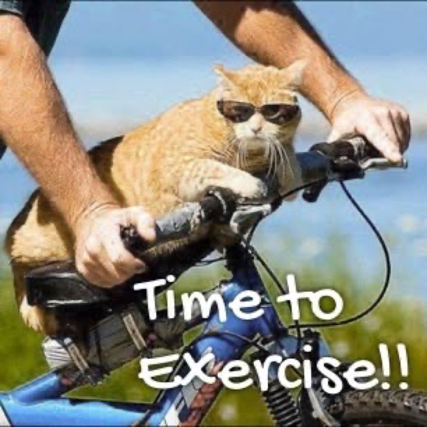 Cat in sunglasses gripping the handlebars: 'Time to Exercise!!'