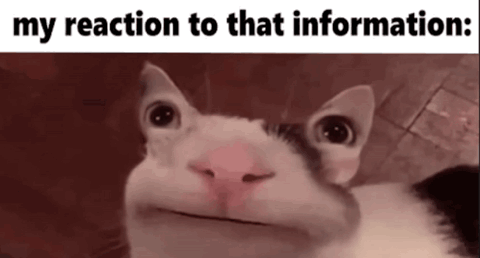 White cat with a big toothy grin, "my reaction to that information:"