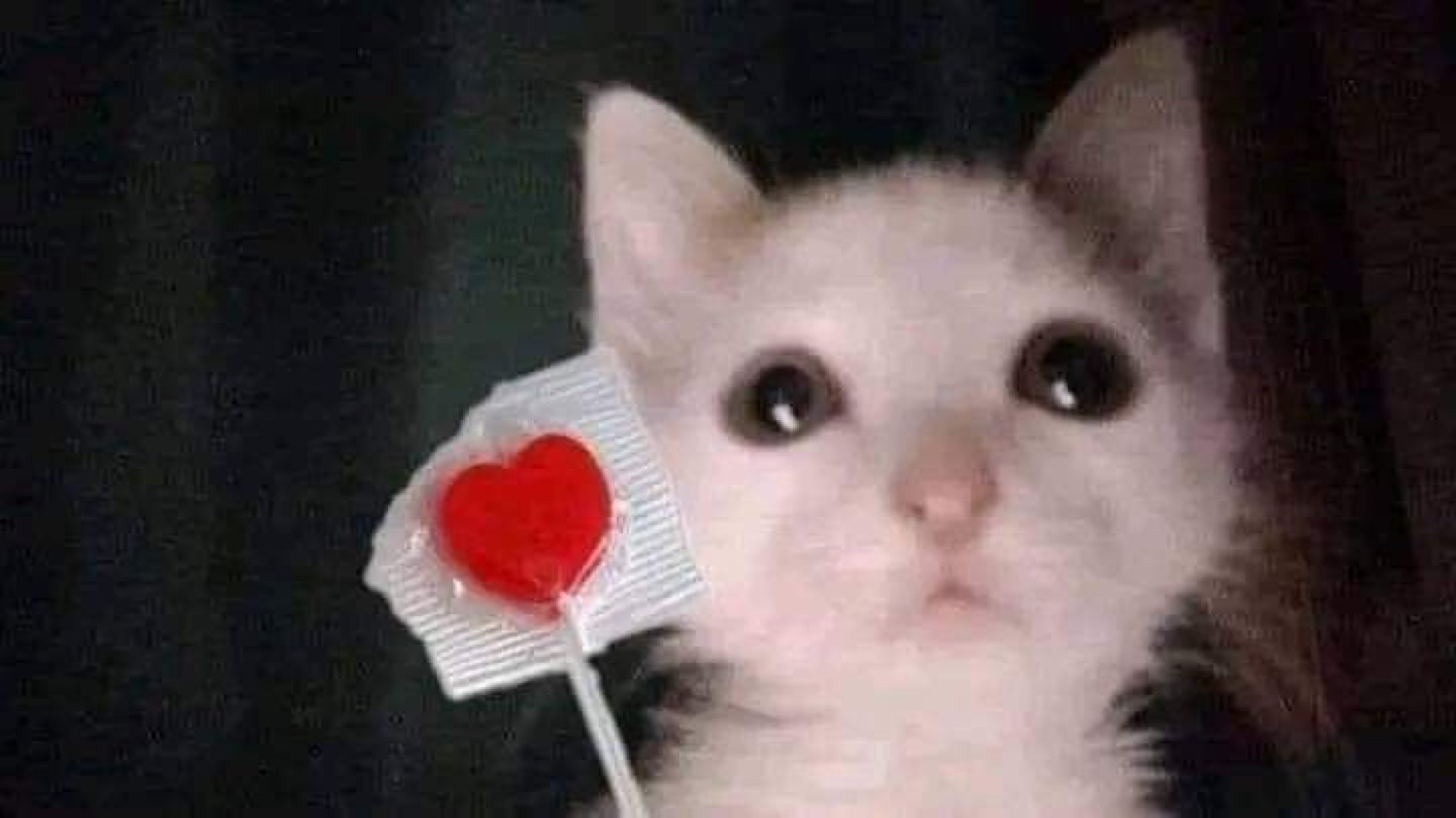 Tiny white kitten with teary eyes holding a heart-shaped lollipop looking pitiful