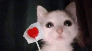 Tiny white kitten with teary eyes holding a heart-shaped lollipop looking pitiful