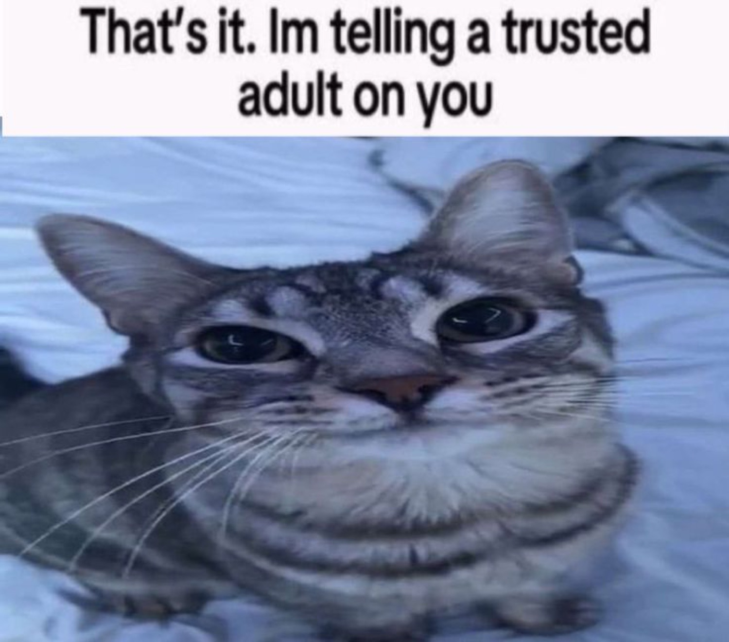 Tabby cat staring dead into your soul captioned 'That's it. Im telling a trusted adult on you'
