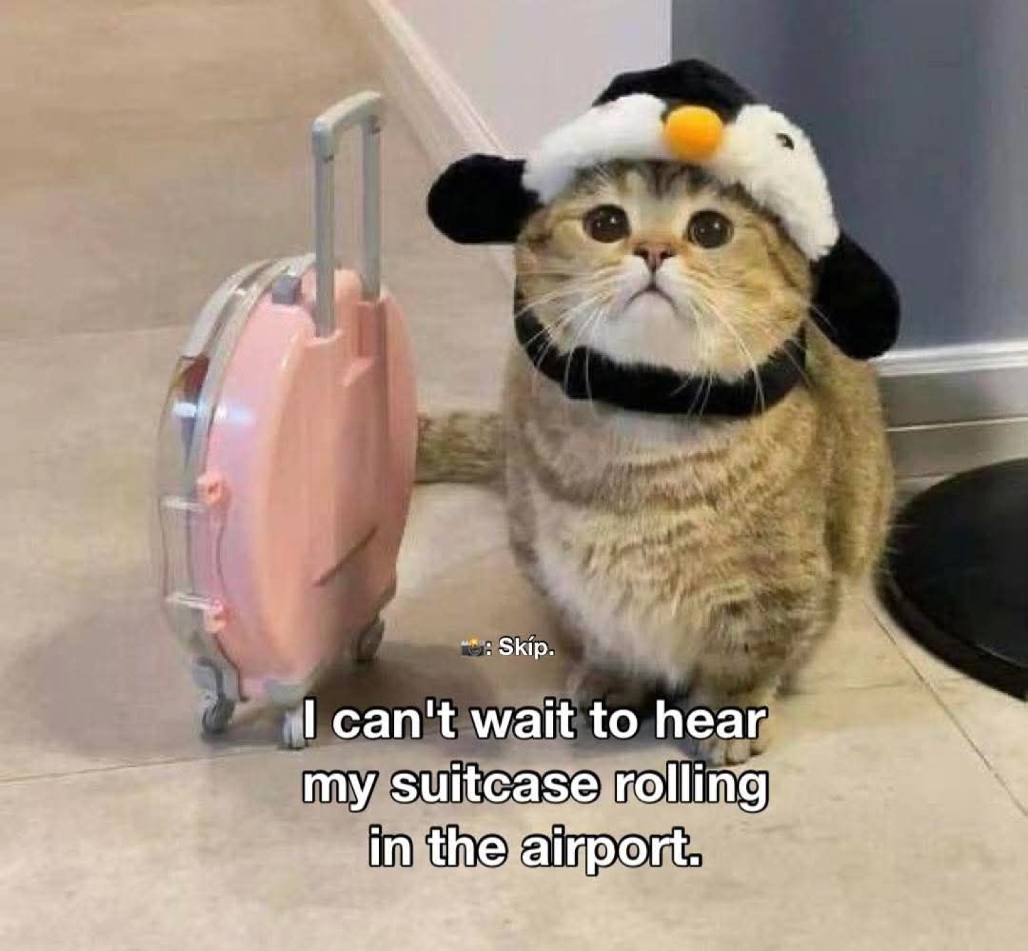 Cat in a penguin hat next to a pink suitcase: 'I can't wait to hear my suitcase rolling in the airport.'