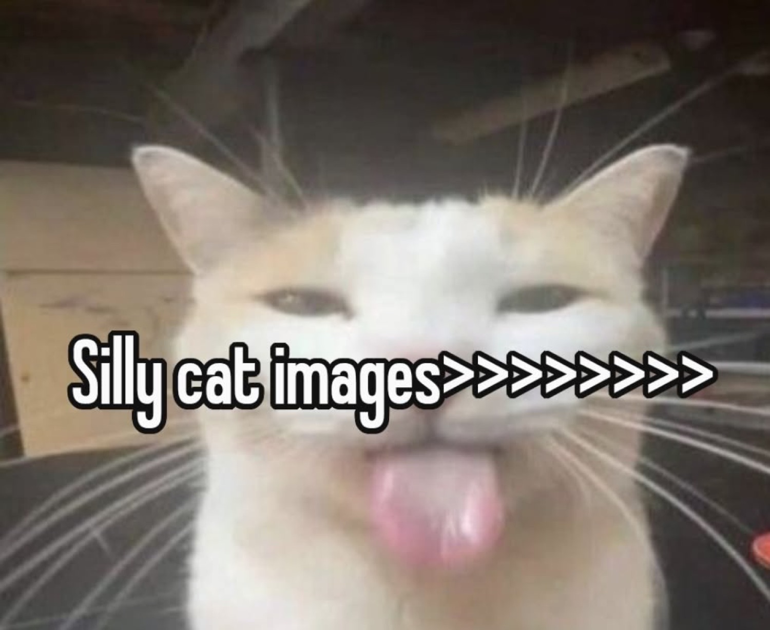 White cat with squinted eyes and tongue out declaring 'Silly cat images>>>>>>>>>'