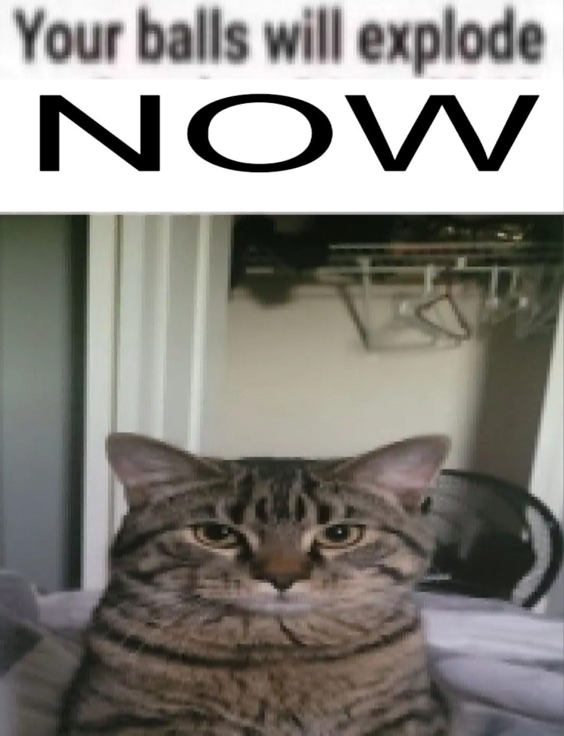 Tabby cat staring dead-eyed below the threat 'Your balls will explode NOW'