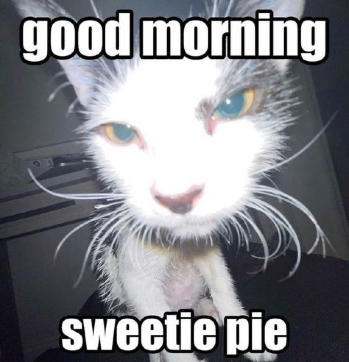 Overexposed white cat with glowing face and intense yellow eyes saying good morning sweetie pie