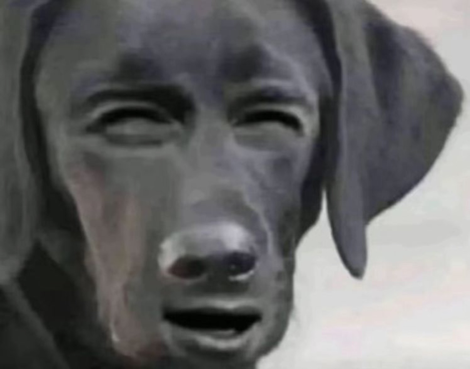A cursed dog with a human face photoshopped on, wincing awkwardly