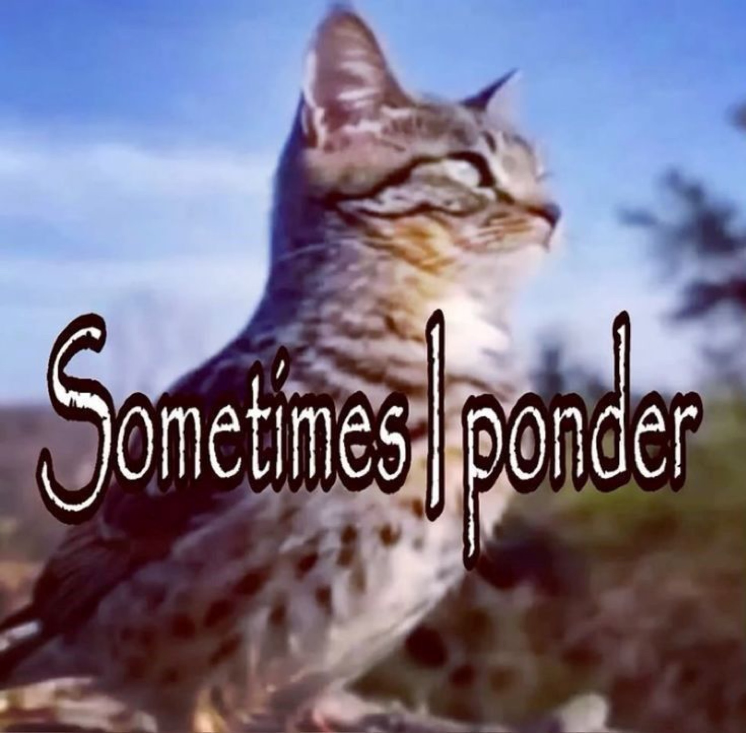 Tabby cat gazing thoughtfully into the distance captioned 'Sometimes I ponder'