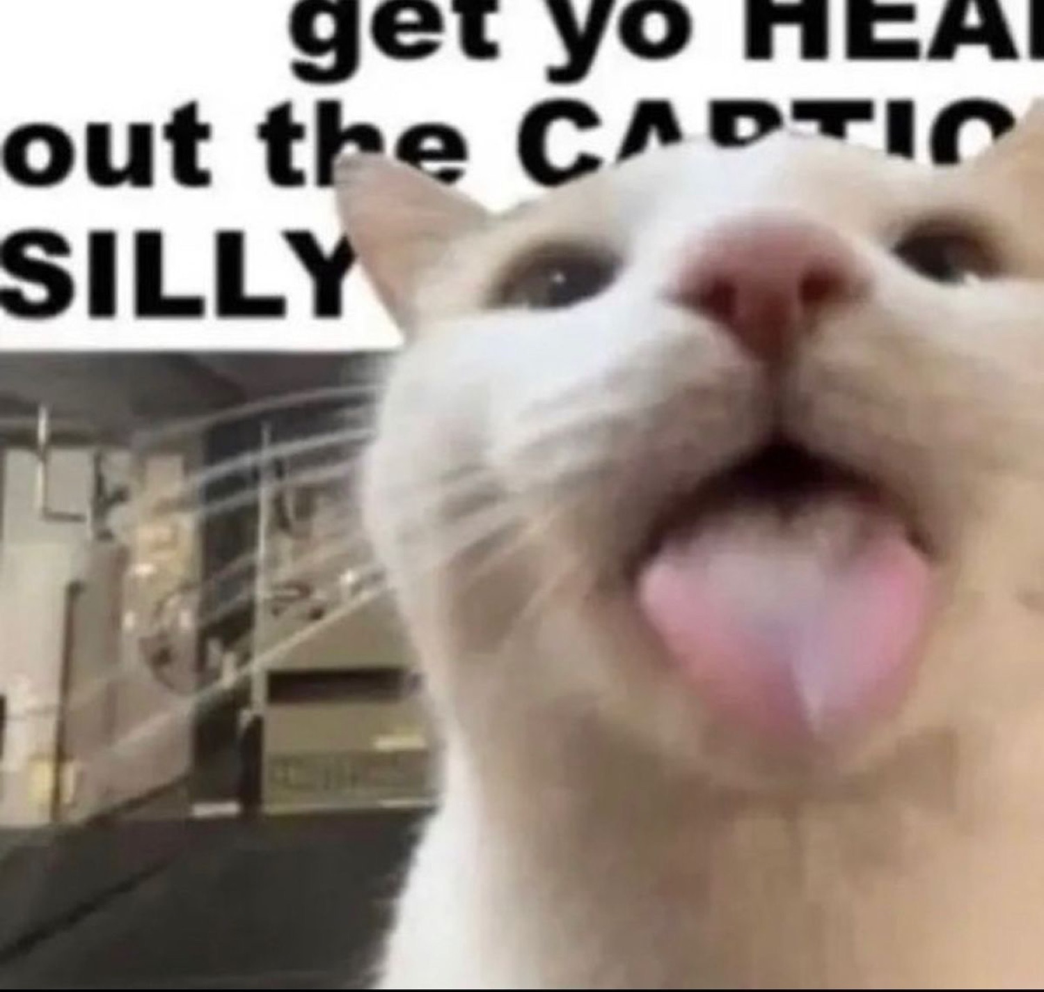 White cat sticking its tongue out captioned 'get yo head out the caption silly'