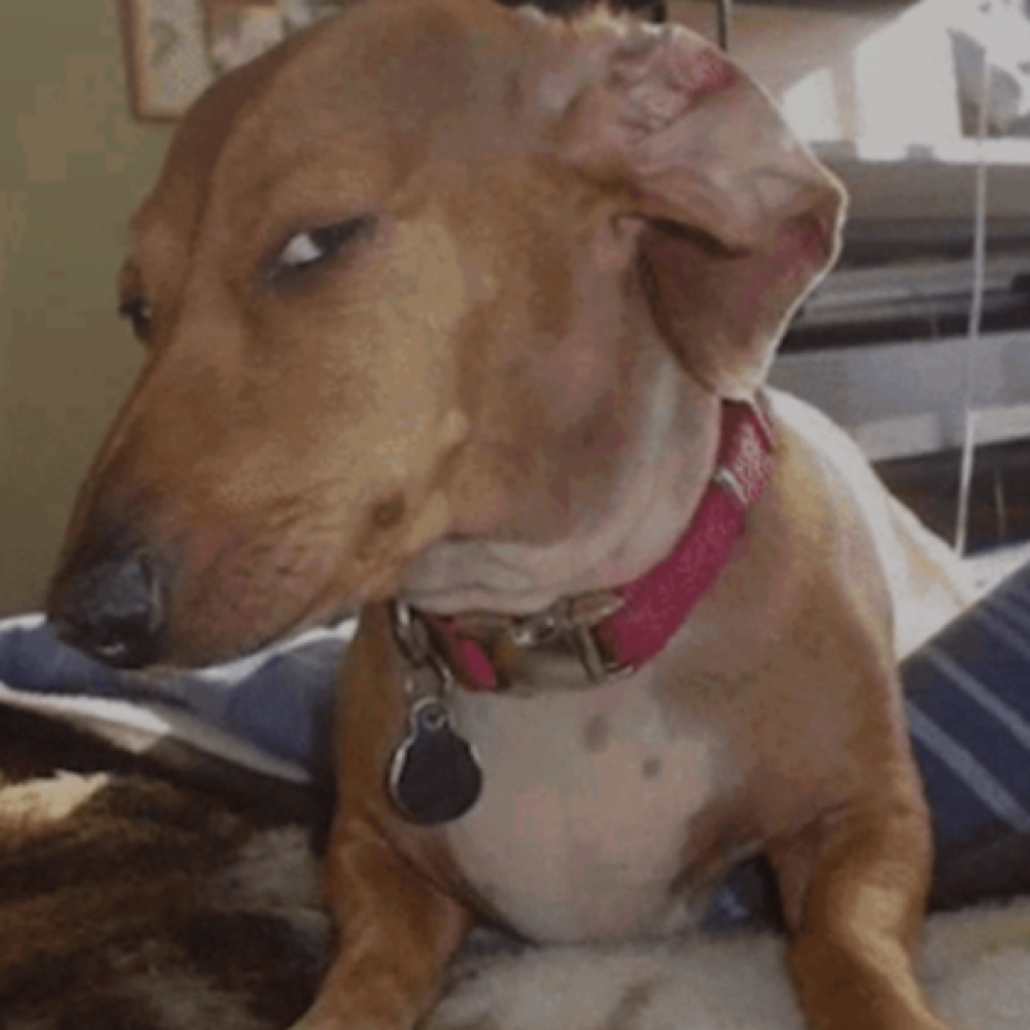Brown dog throwing a hard, judgmental side-eye at the camera