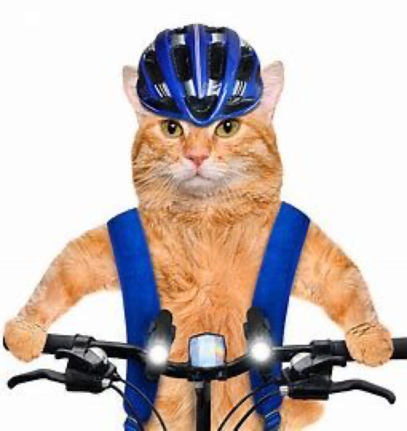 Orange cat in a blue bike helmet holding the handlebars, staring