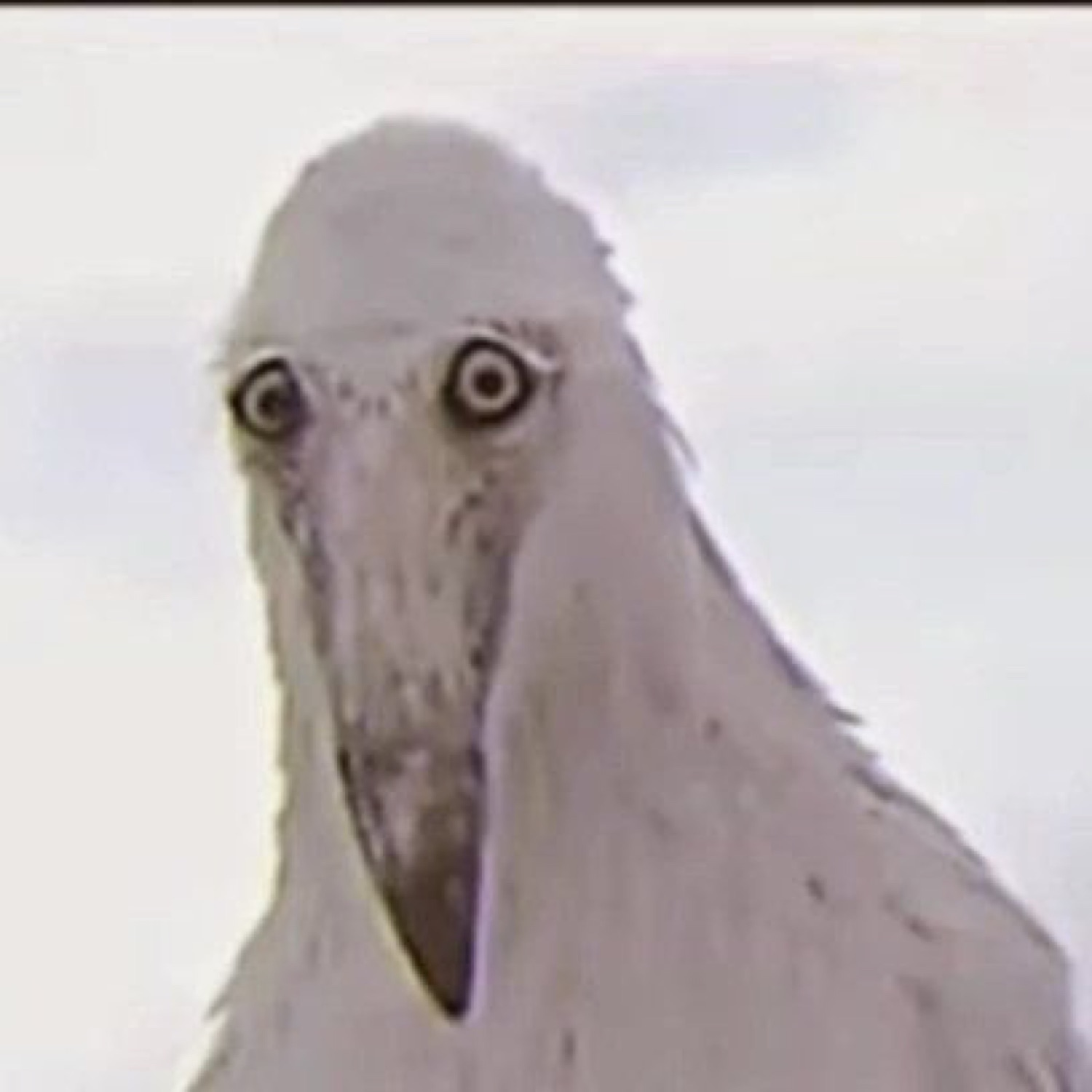 Shoebill stork staring dead into the camera with wide, unsettling intensity