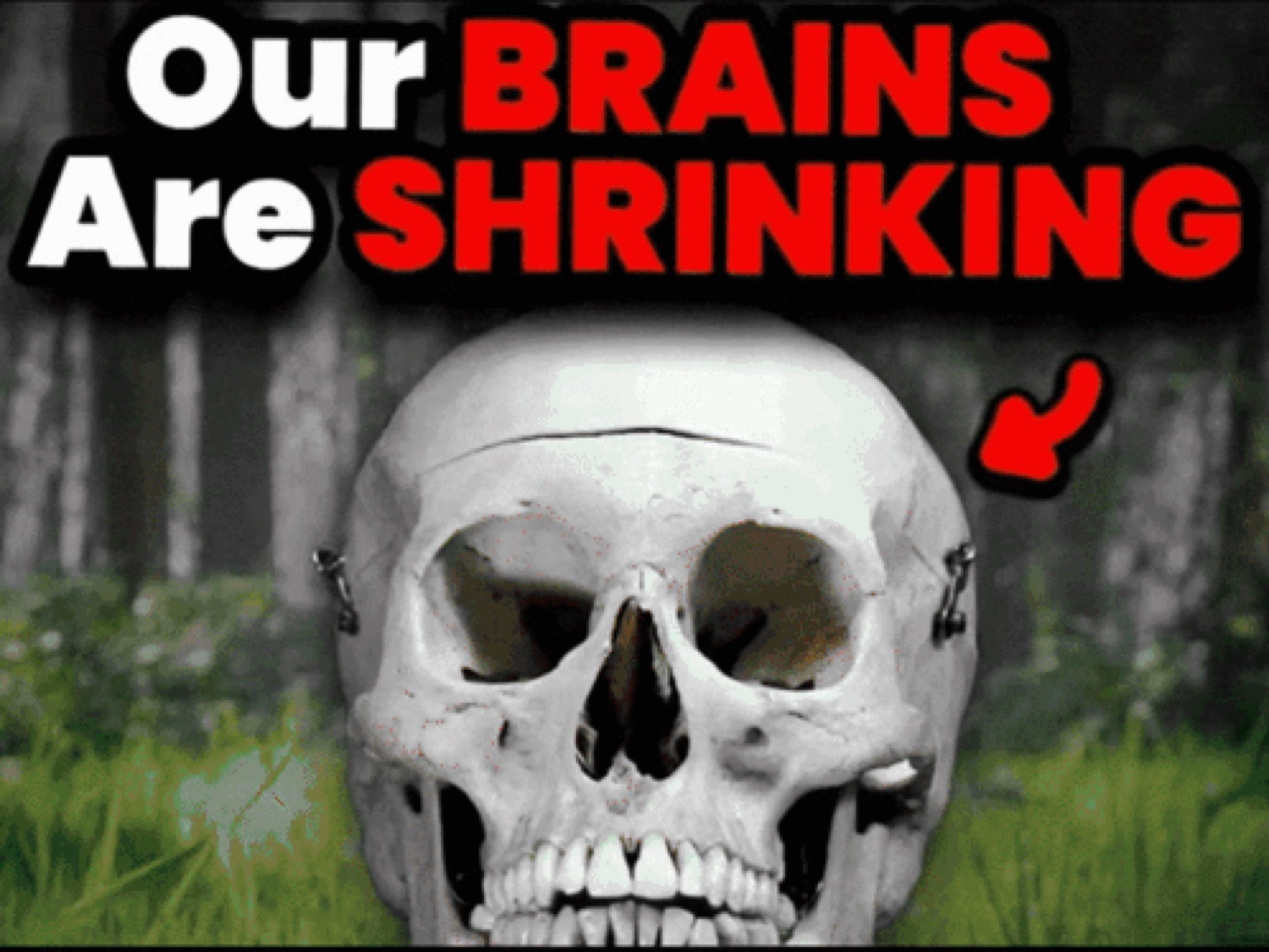 Human skull in a forest under bold red thumbnail text 'Our BRAINS Are SHRINKING'