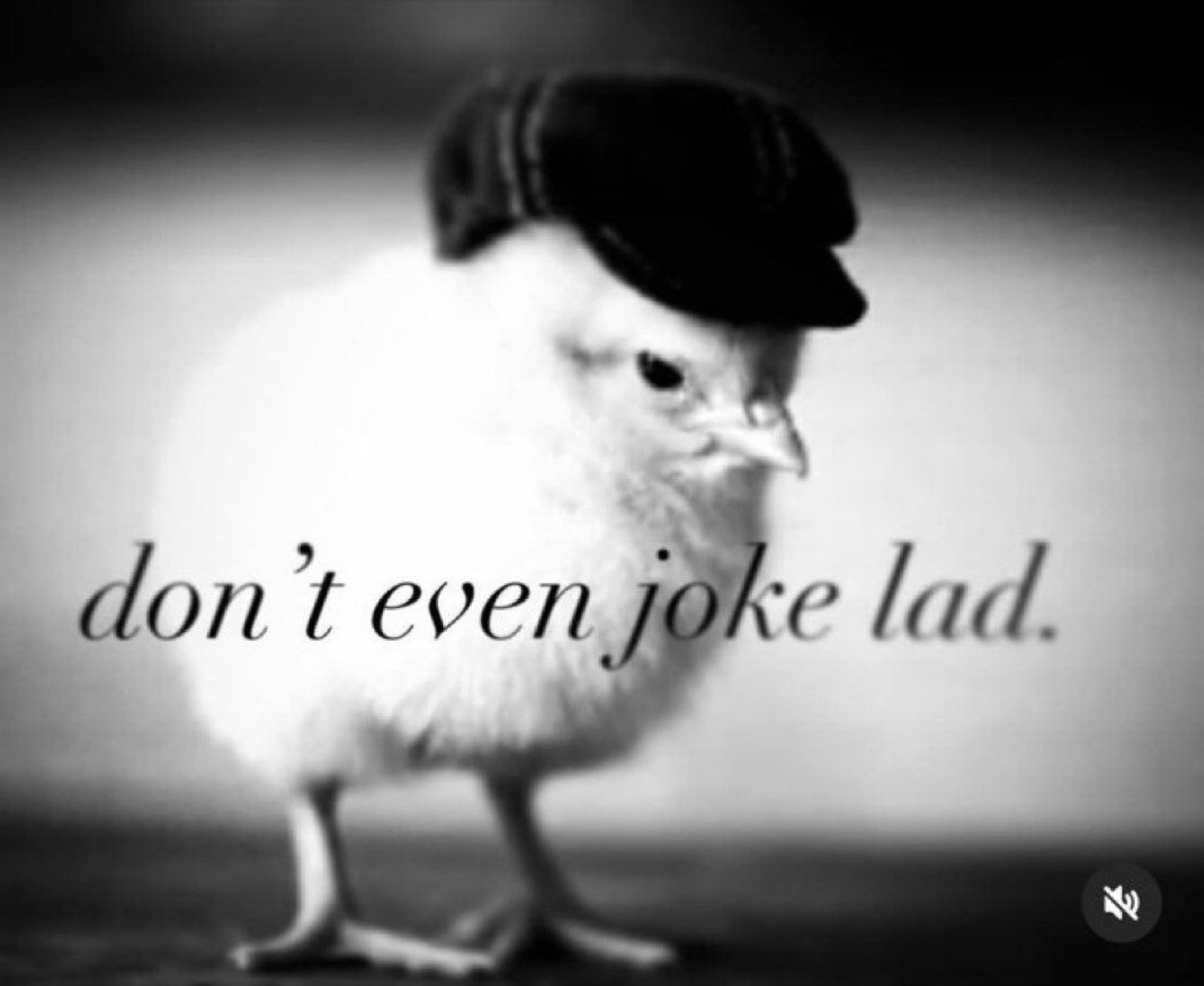 Tiny baby chick in a flat cap giving a deadpan stare captioned 'don't even joke lad.'