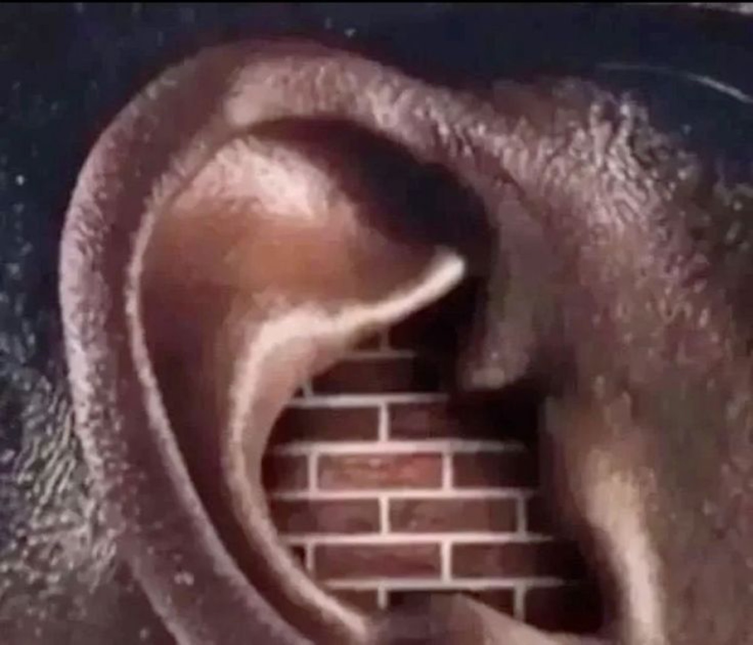 Extreme close-up of an ear with a brick wall built inside it