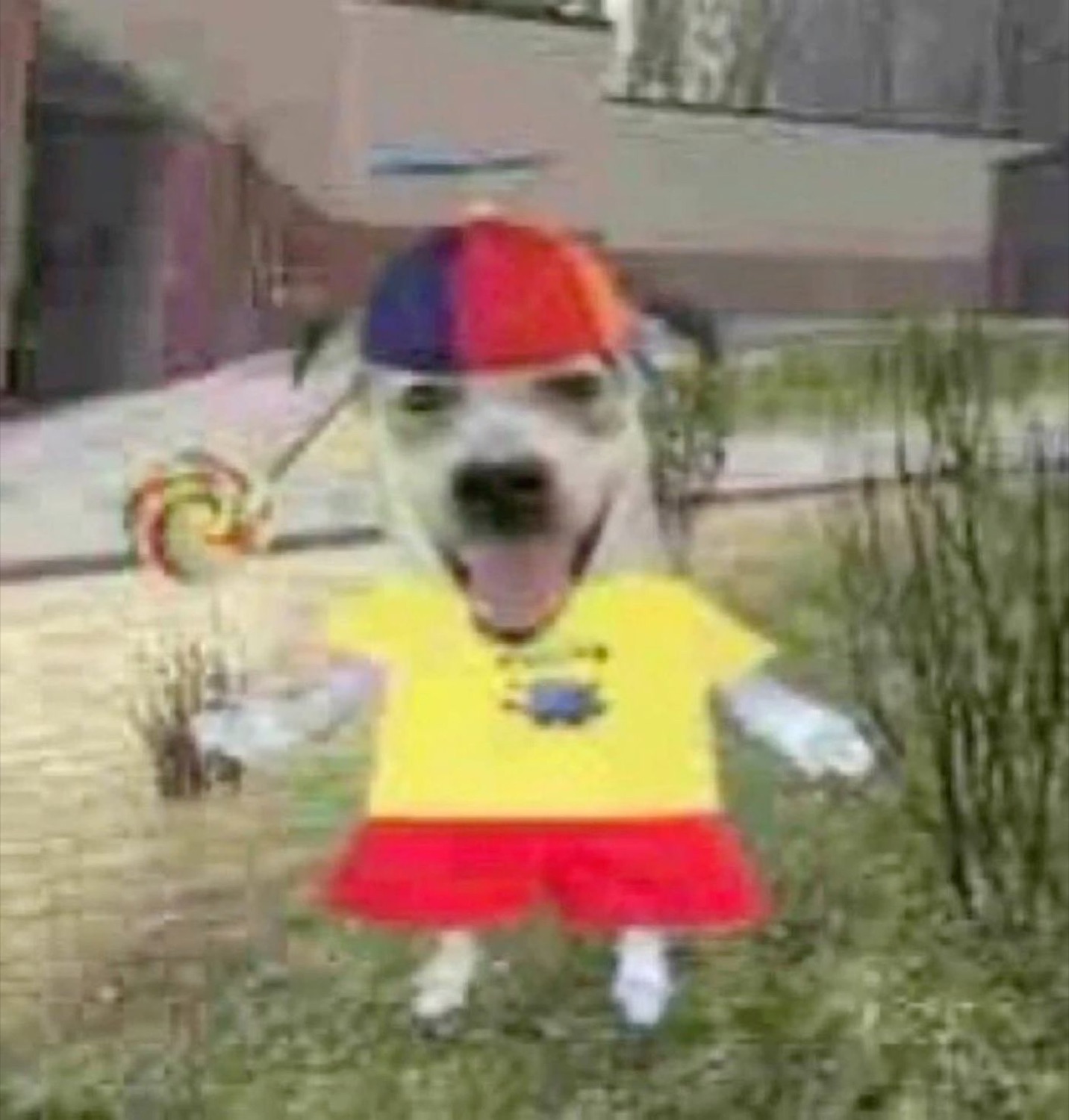 Dog photoshopped into a kid's outfit with a lollipop, mouth open mid-yell