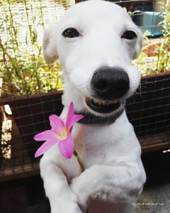 White dog grinning wide while holding a pink flower up to the camera