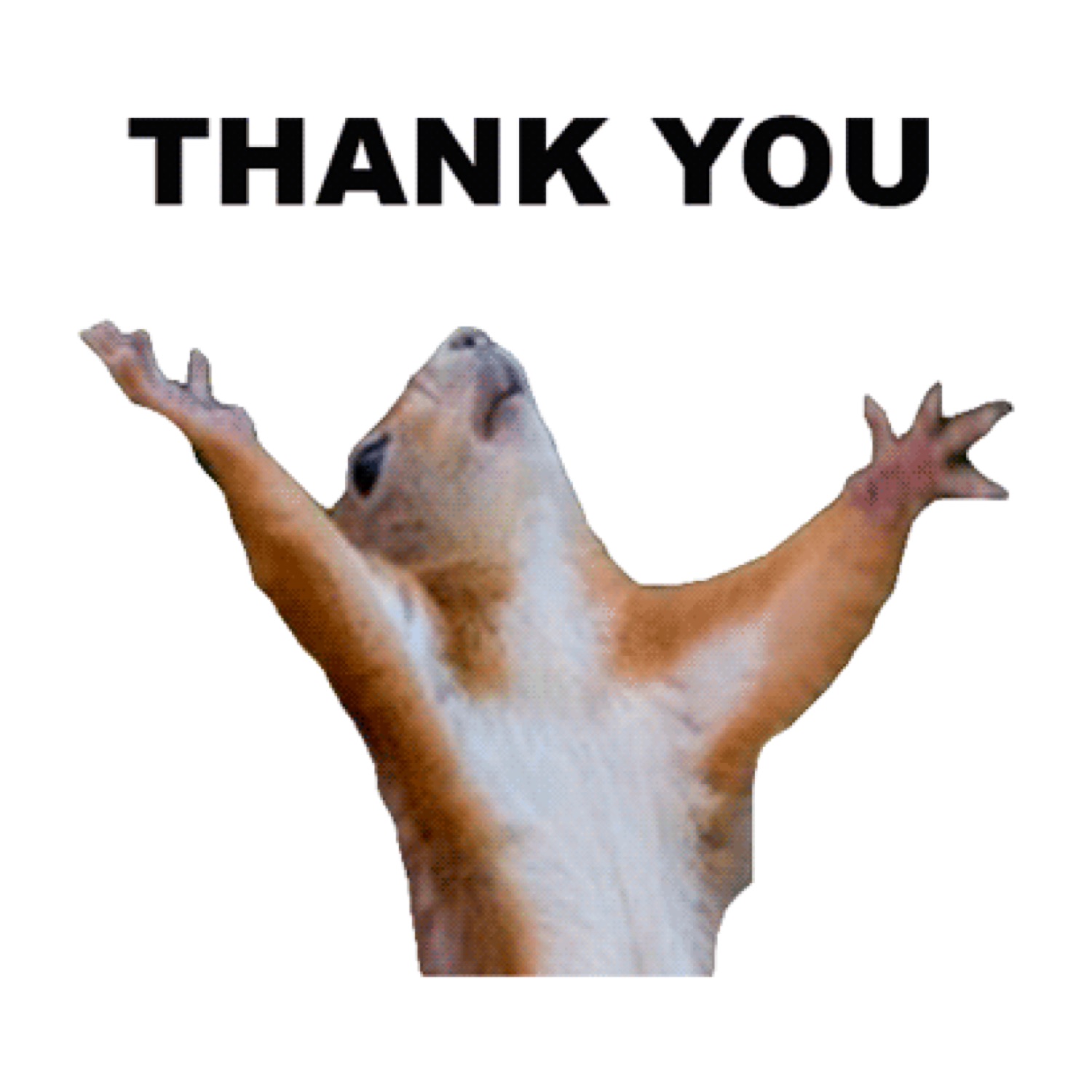 Squirrel throwing its arms up: 'THANK YOU'
