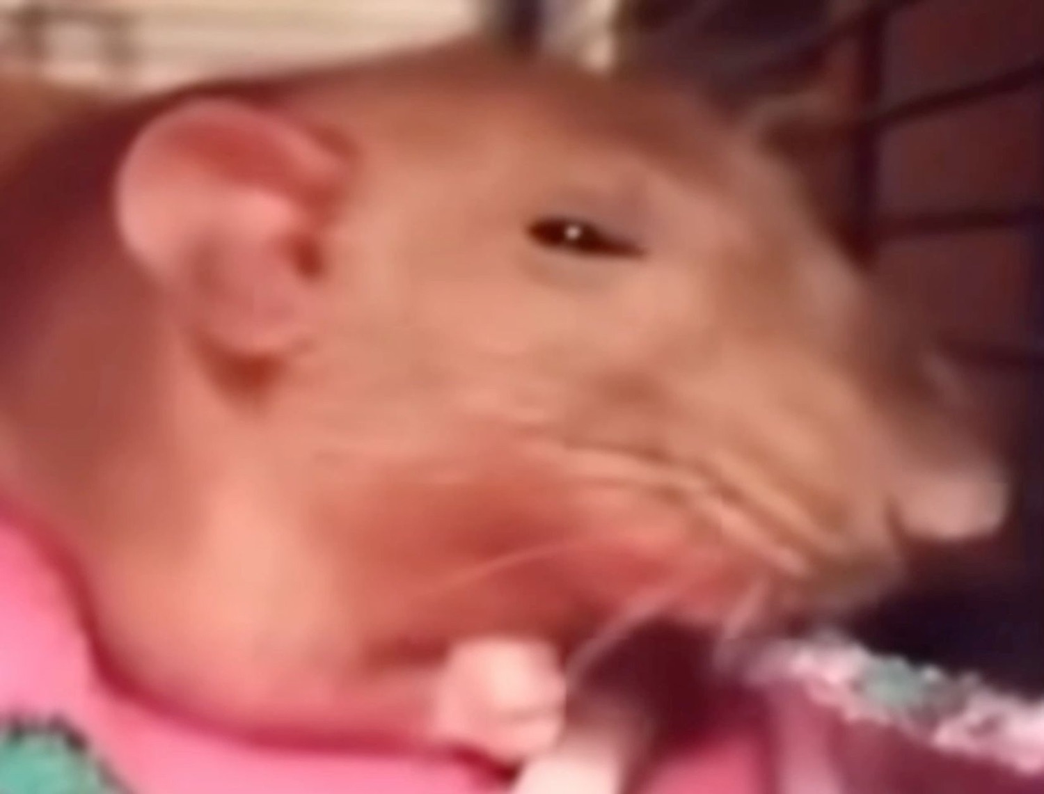 Blurry close-up of a rat nibbling something with a chill, unbothered look