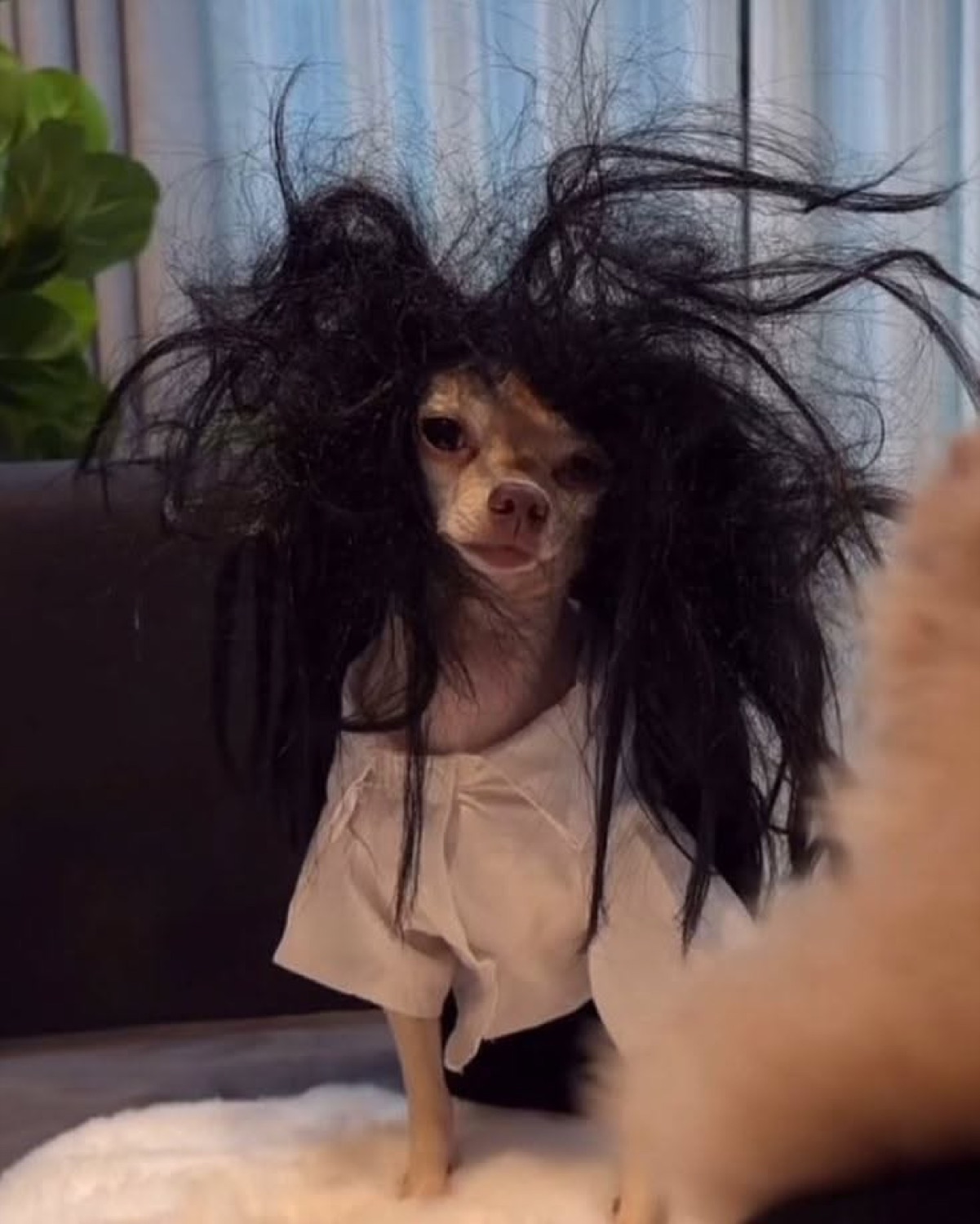 Chihuahua in a white shirt wearing a wild black wig, staring into the distance with haunted eyes